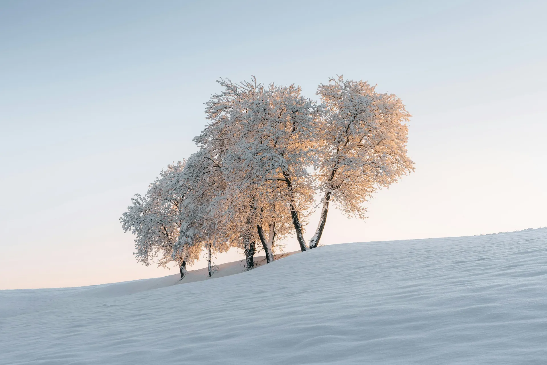 Sunrise through a quiet stand of snow-covered trees